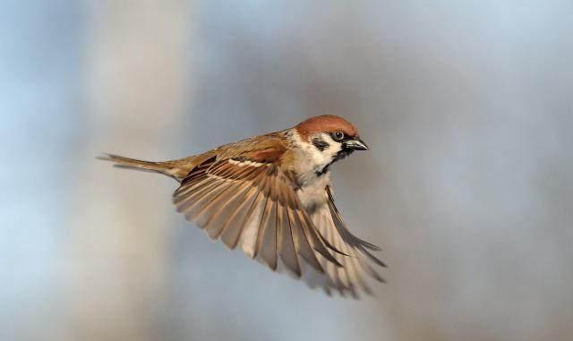 教育作品展:护犊情深的老麻雀