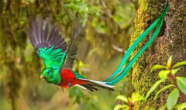 100种最稀有的鸟类图片