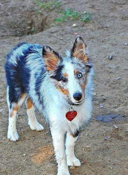 图看患虹膜异色症的狗眼, 它们有的可爱, 有的美丽, 有的无辜