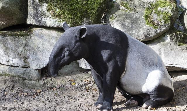 曾经生活在澳大利亚的巨大有袋动物, 体重大约200公斤