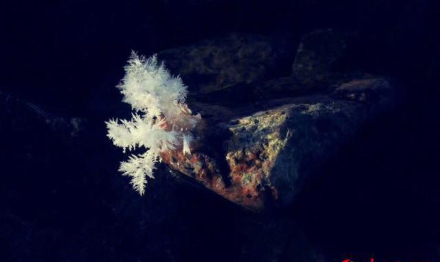 大自然简直太神奇了!新疆石头竟然开花!你见过吗?