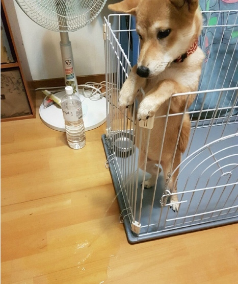 最后那妖艳邪魅不可一世的表情:蜜汁骄傲!