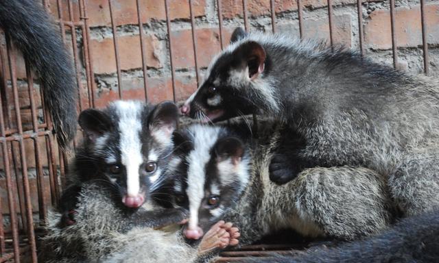 夏县青年农民卫辉科饲养果子狸(猫獾)年收入11万元.