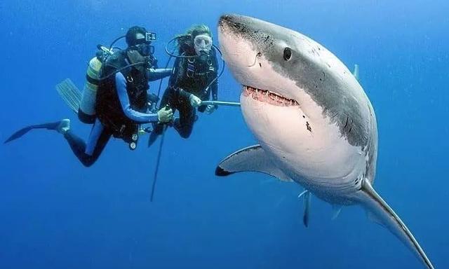 虎鲸比大白鲨更危险大白鲨智商真的很低吗