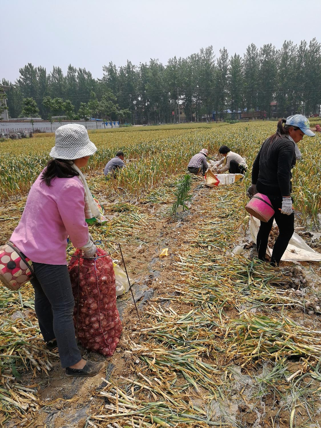 实拍农村挖蒜工,蹲着爬着挖蒜,每天劳作十几小时,挣300元|劳作|大蒜