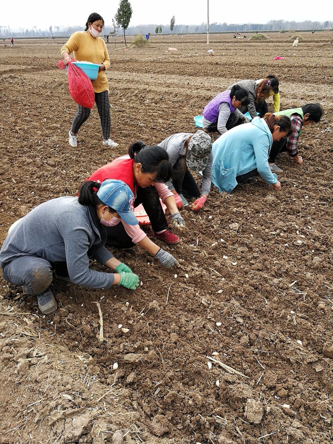 种大蒜赔钱,今年农民仍选择种蒜,明年能赚到钱吗,听老农怎么讲