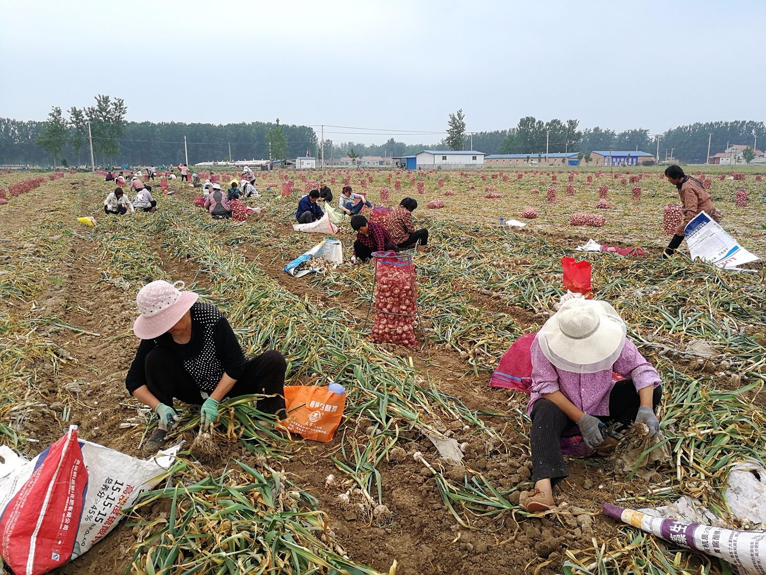实拍农民挖蒜工,上到80旬老人下至5岁孩子,早餐馒头就大蒜