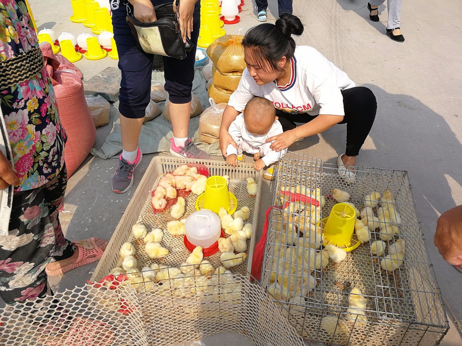 图中的小朋友才一岁多,刚刚学会走路,看到小鸡苗入了迷.