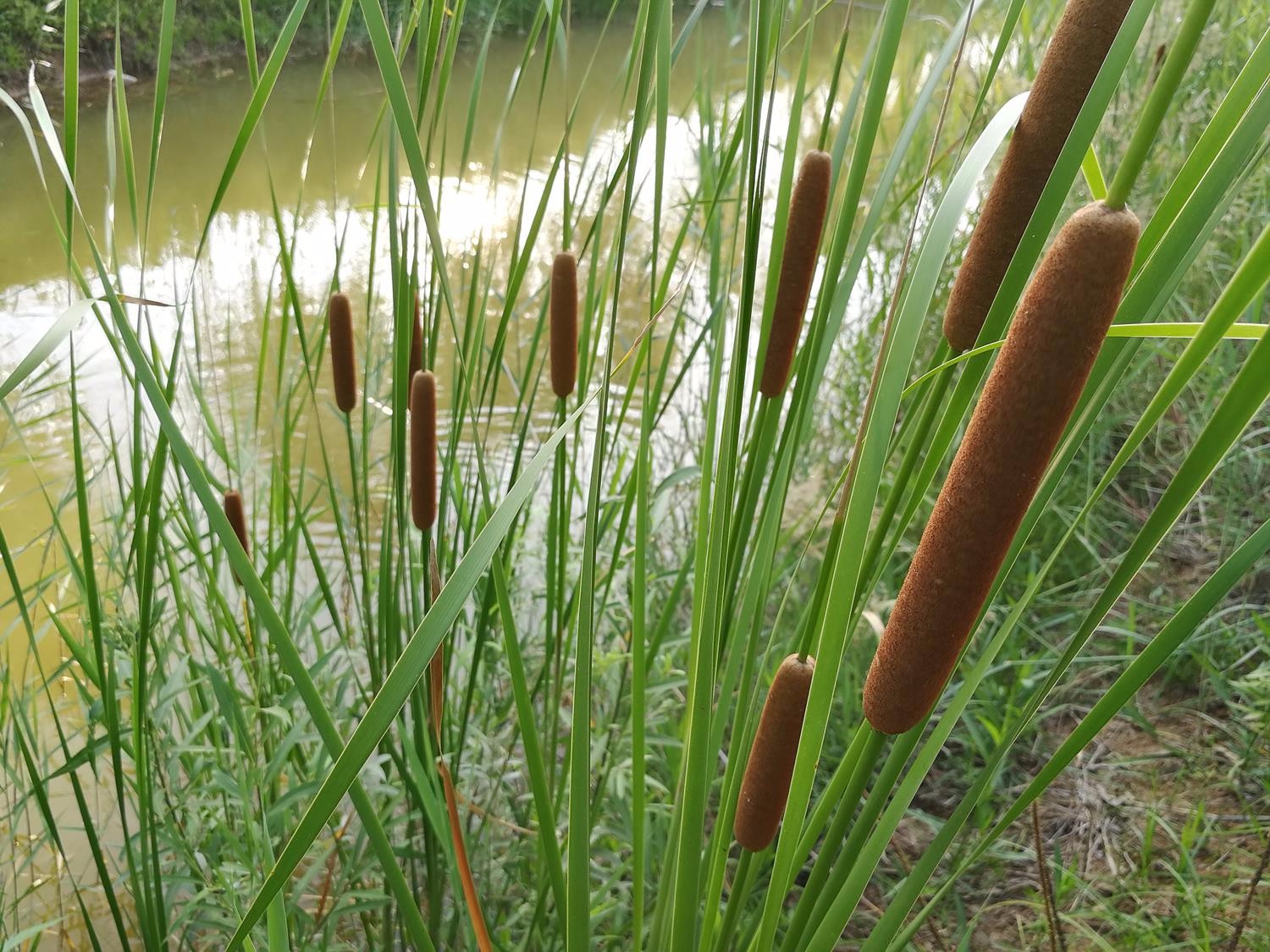 农村水塘边俗称"水蜡烛"的植物,茎是美味野菜,果实是天然蚊香