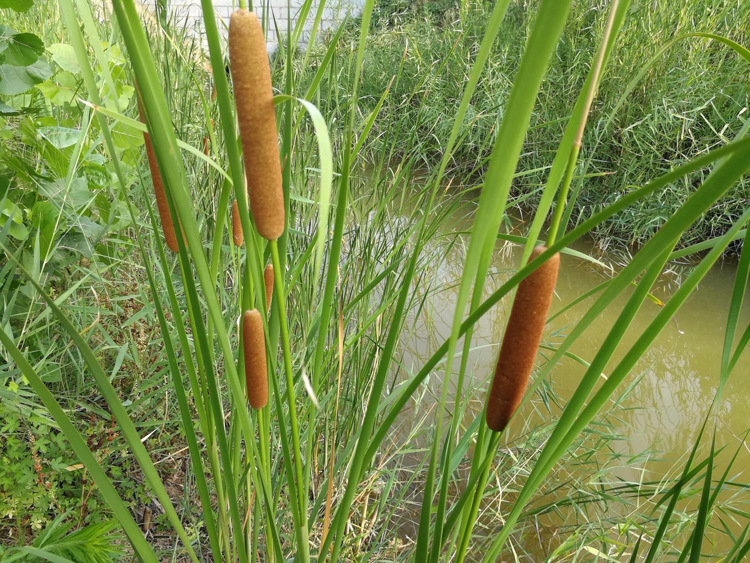 农村水塘边俗称"水蜡烛"的植物,茎是美味野菜,果实是天然蚊香