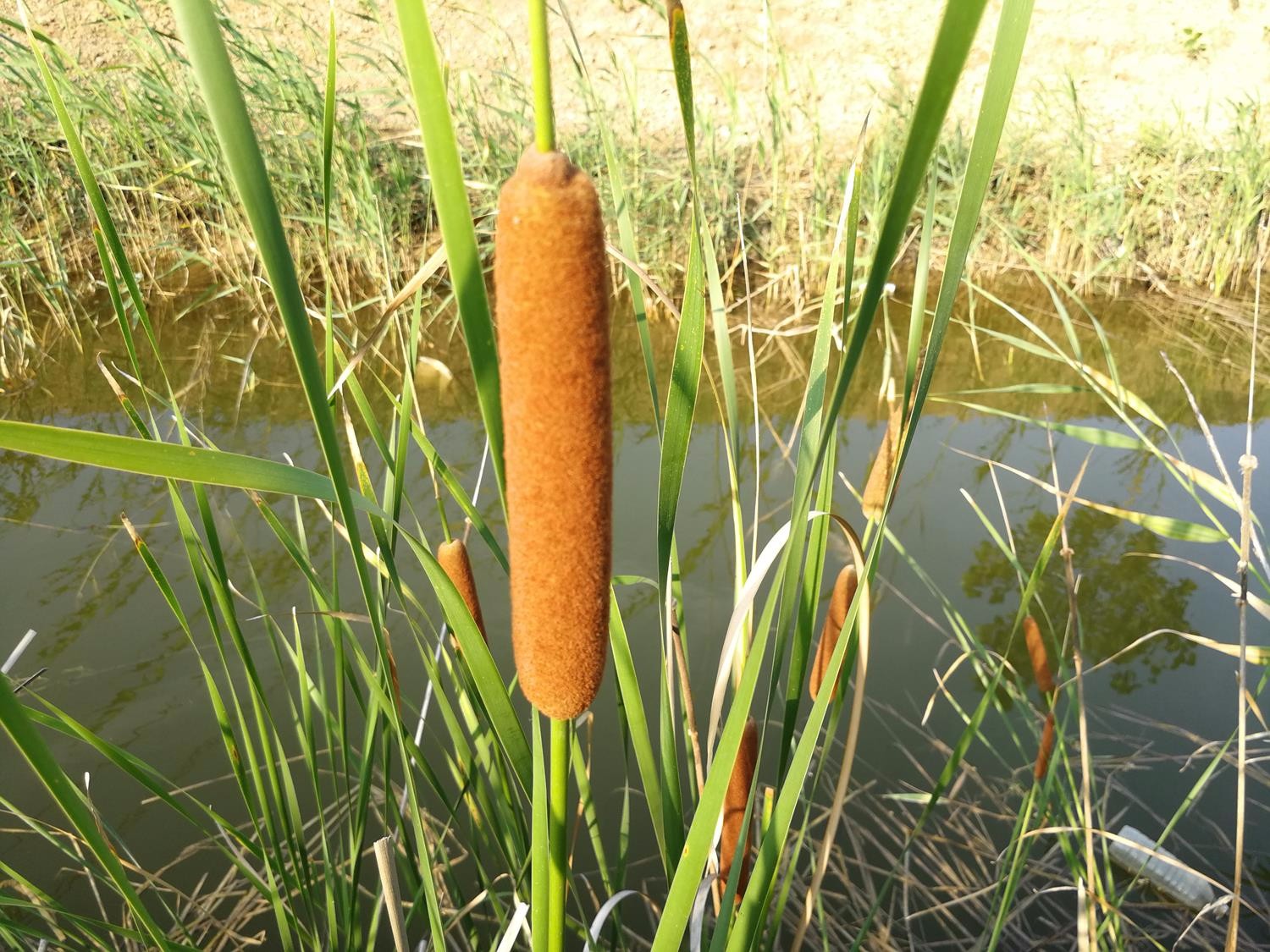 农村水塘边俗称"水蜡烛"的植物,茎是美味野菜,果实是天然蚊香