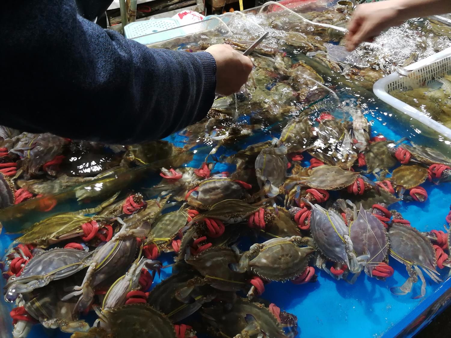 桑拿天的济南海鲜市场生意火爆稀罕物75元一斤贵过梭子蟹