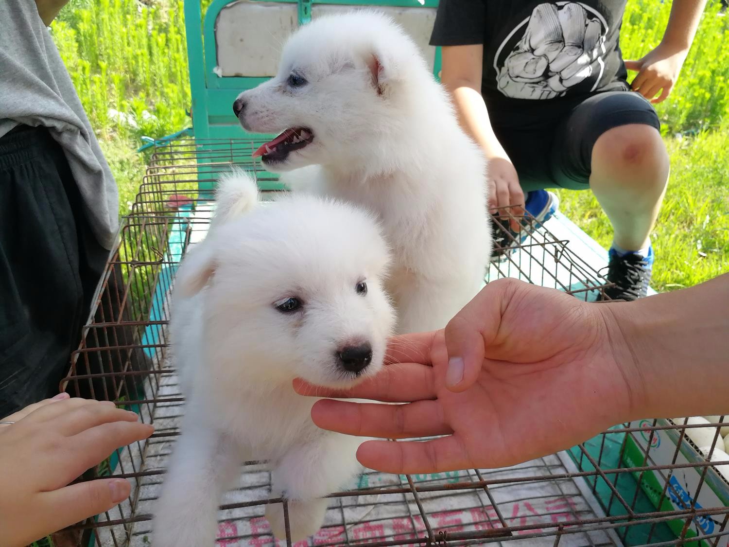 小城狗市,白色金毛犬幼崽颜值高引围观,200元一只看了就想买_新浪看点