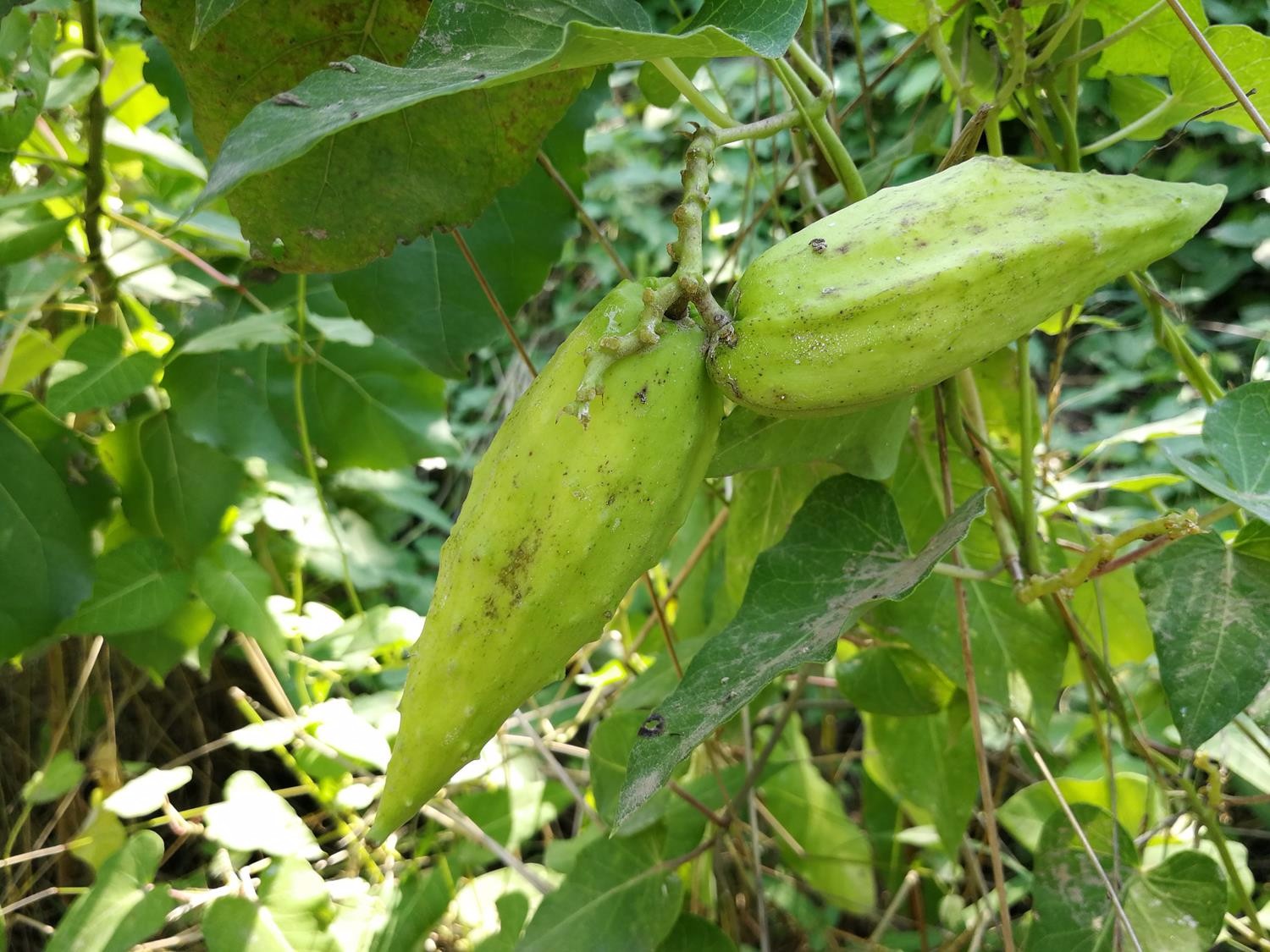 一大片,每年的夏季会开出白色的小花,大约8,9月份会结出一串串的果子