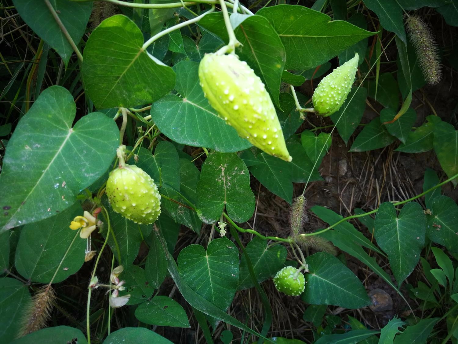 农村这种小野果有草药之王的美誉,人称麻雀棺材,见到可要摘回家