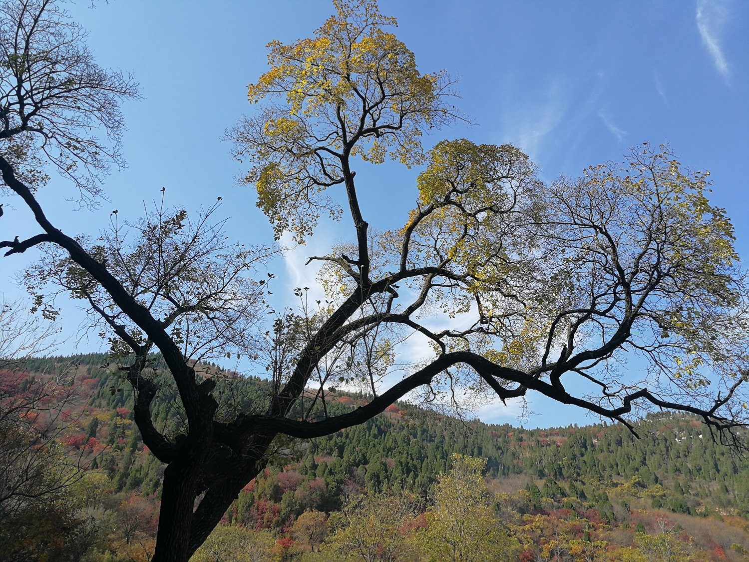 中国唯一的降龙木活株,没有年轮,比黄花梨还要珍贵,能辟邪解毒