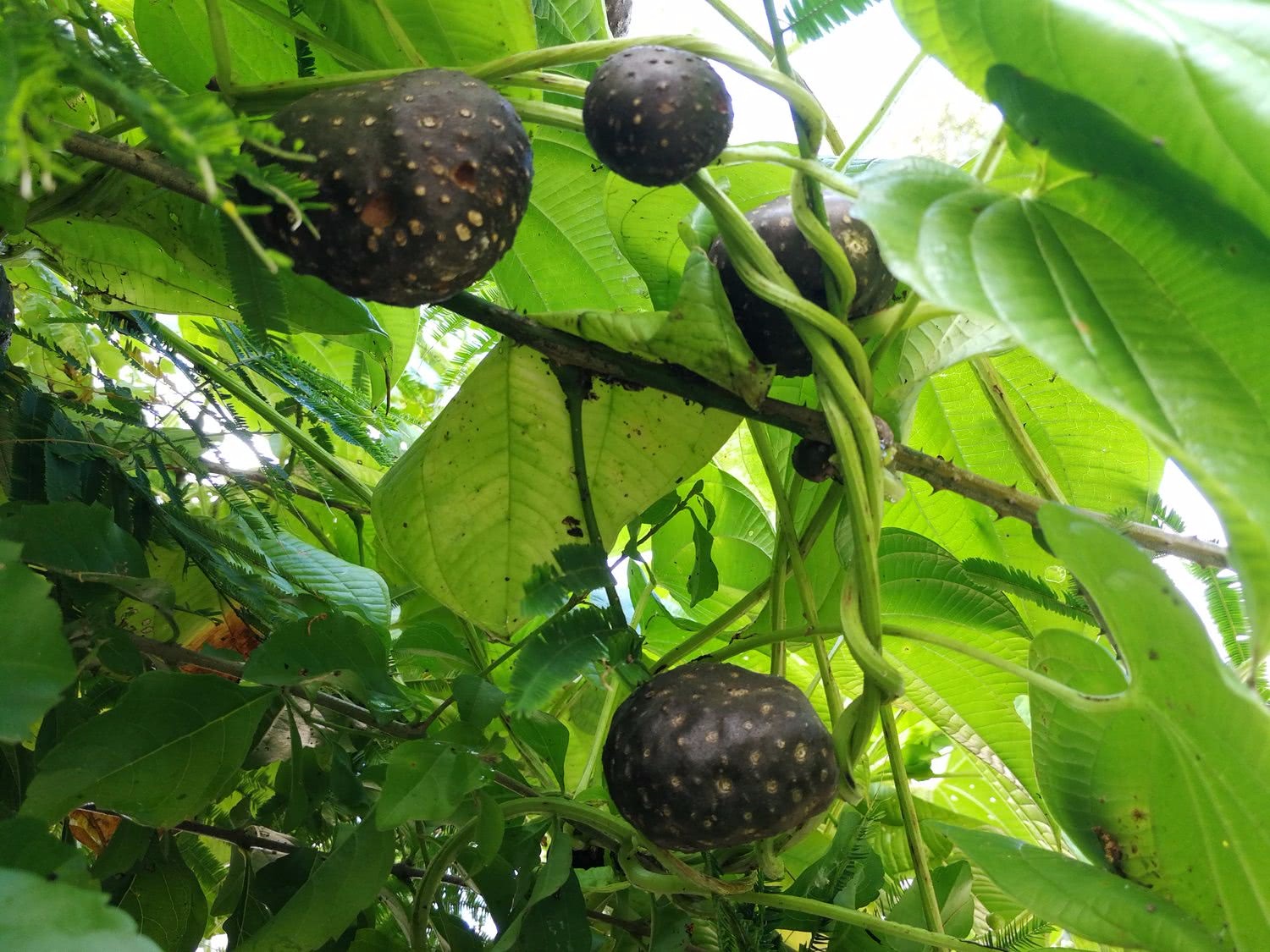 农村一种缠绕生长的野草,圆圆的像野山药,能凉血解毒,能抗癌