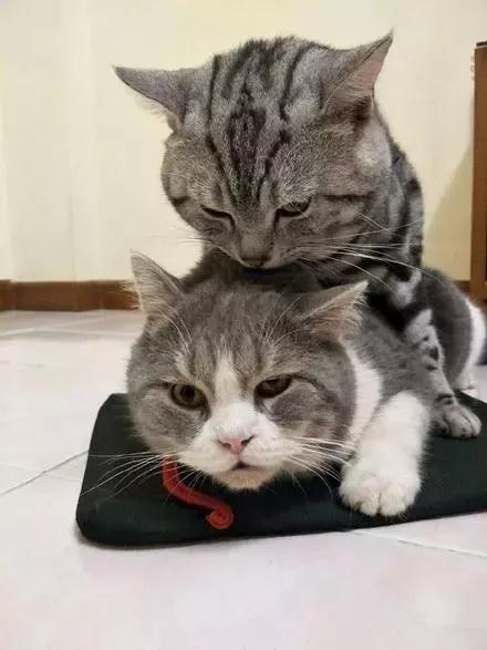 每天溜完鸟就骑猫,这喵生真是逍遥自在!