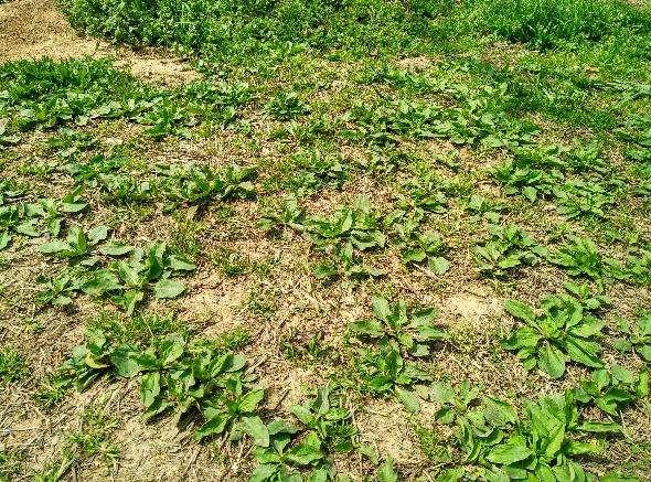 被国内各个地区分别称为车轮菜,猪肚菜,灰盆草,田灌草,蛤蟆草,饭匙草