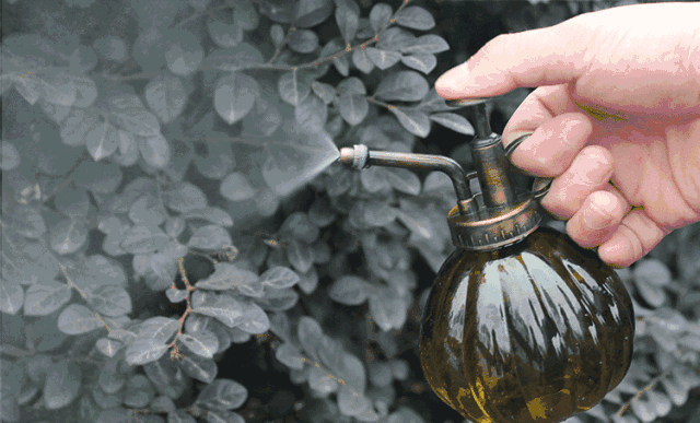 她把这个丢进花盆再也不担心养不好植物了