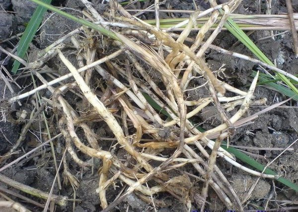 草根|养花|丝瓜_新浪新闻