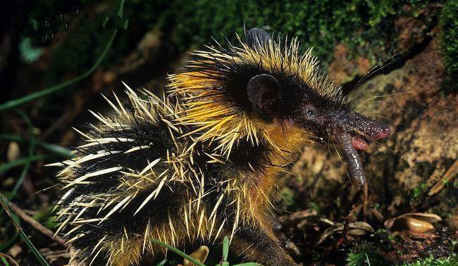 【低地斑纹马岛猬】(lowland streaked tenrec)来自马达加斯加岛拉努
