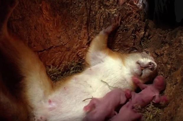 世界上有超过的人都没看过的松鼠生小孩,可是怎么好像有点豪迈啊