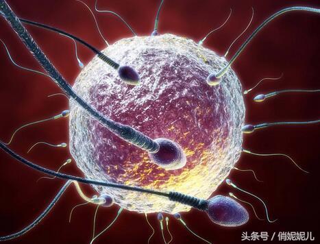 美梦连连!什么是受精卵"百花盛开"-第2张图片-陌上花网