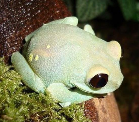 黄金箭毒蛙: 地球上最毒的青蛙, 打遍天下无敌手, 当然除人类以外