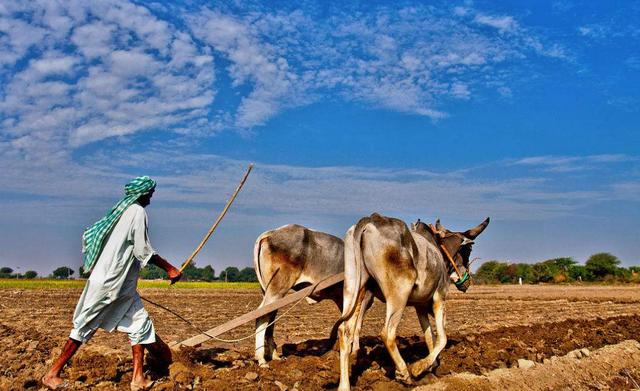 "老铁"巴基斯坦农业的10个机会来临,中国农民要好好把