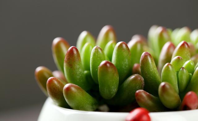 多肉虹之玉养护超级简单,果肉饱满颜色红艳艳,这样养护超好