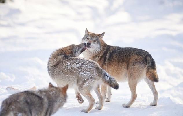 捷克狼犬和欧亚狼傻傻分不清细说捷克狼犬的起源