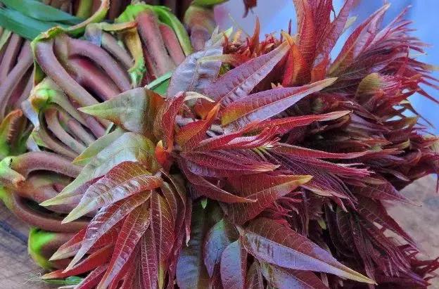 春吃香椿补肾壮阳,食用禁忌不可大意