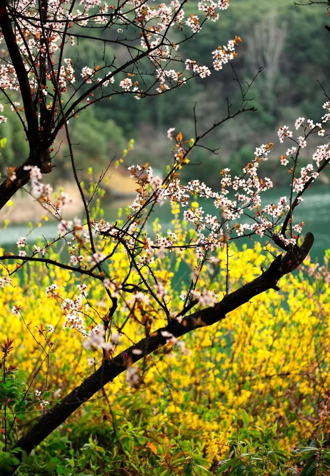 阳山万亩浪漫桃花林早春花盛开来探寻无锡春天最浪漫的花海吧