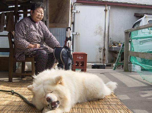 奶奶先行一步当天使享年73岁,白秋田犬不舍11年相伴对空悲鸣!