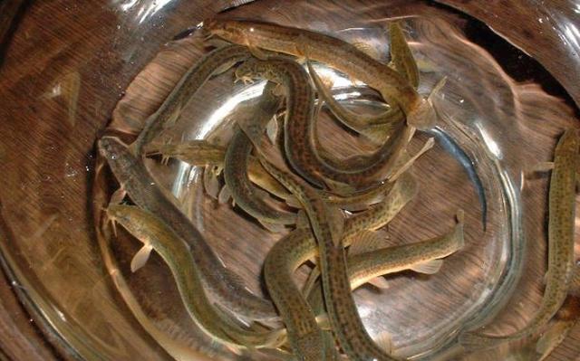 生活百科:四种挑选食材的小窍门,提醒完整虾眼齐全的虾皮为优质