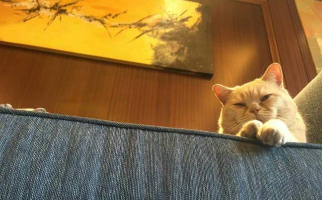 来自橘猫的凝视威力太强铲屎官们hold住