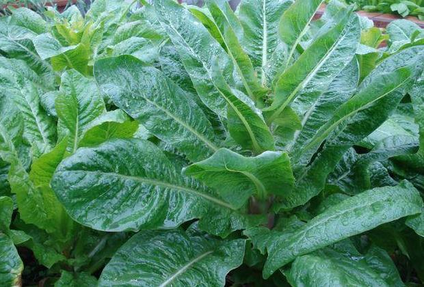 春天的千金菜,别忘了吃,特别是对于久坐不运动的人