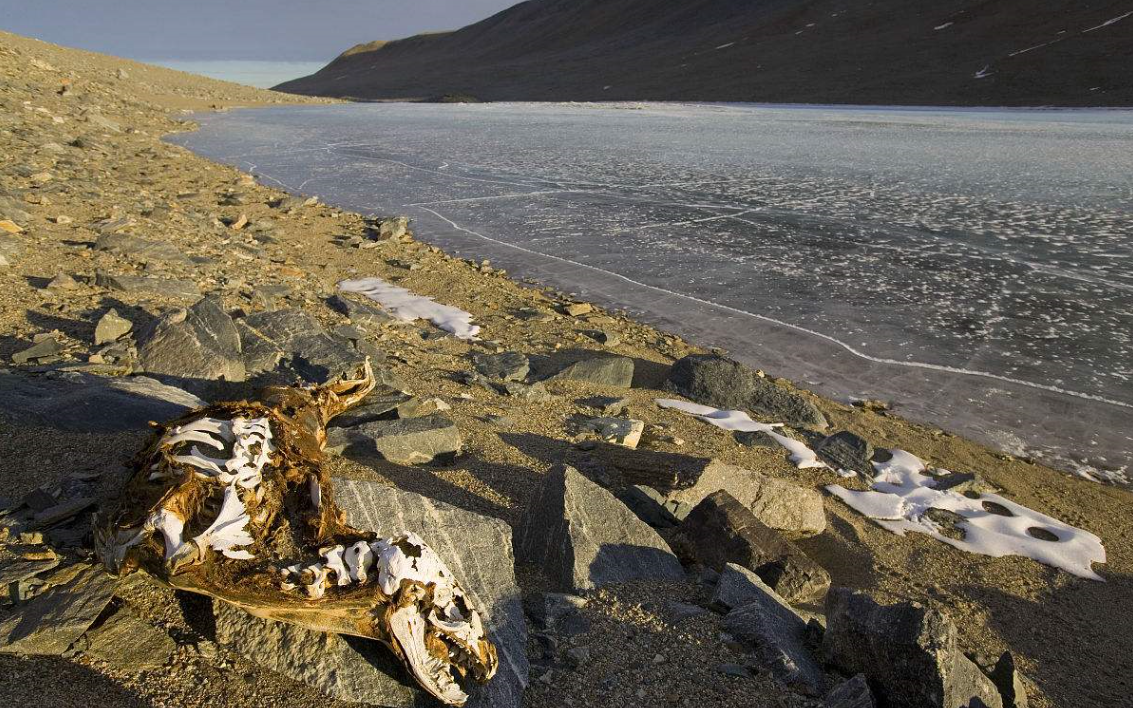生活在沙漠之中的乍得却只有一条母亲湖——乍得湖,也是本国唯一的