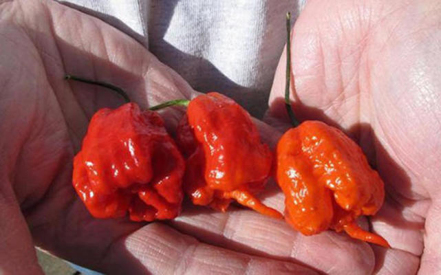 这种辣椒名为"特立尼达蝎子布奇t",外表呈亮红色,大小如1澳大利亚元