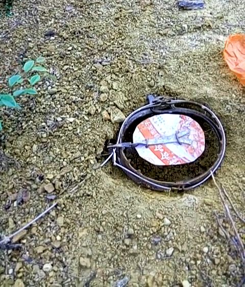 农村小伙到山里下夹子捉野味,没想到第二天看到一幕令人心疼