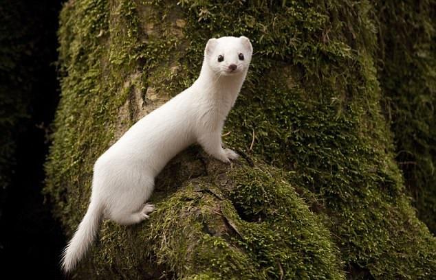 波兰森林积雪持续减少,白色冬鼬成为第一受害者|掠食者|鼬鼠|浣熊