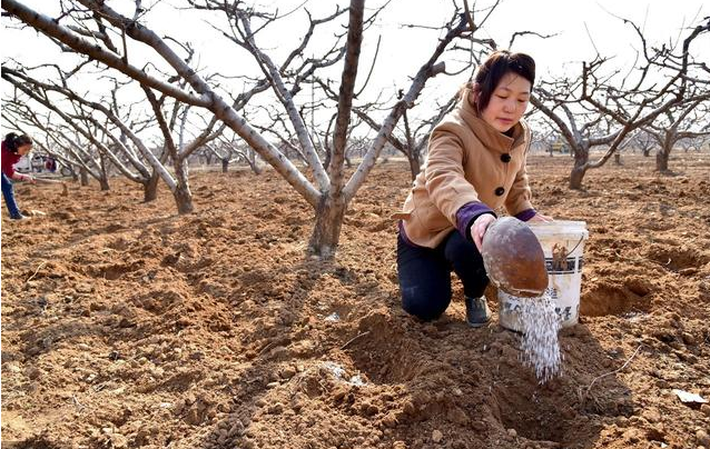 多学技术,科学种植,种植果树必懂这10大问题,欢迎补充!