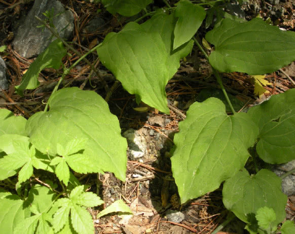 农村这种野草随处可见,长得平平无奇,但有着极其丰富的价值