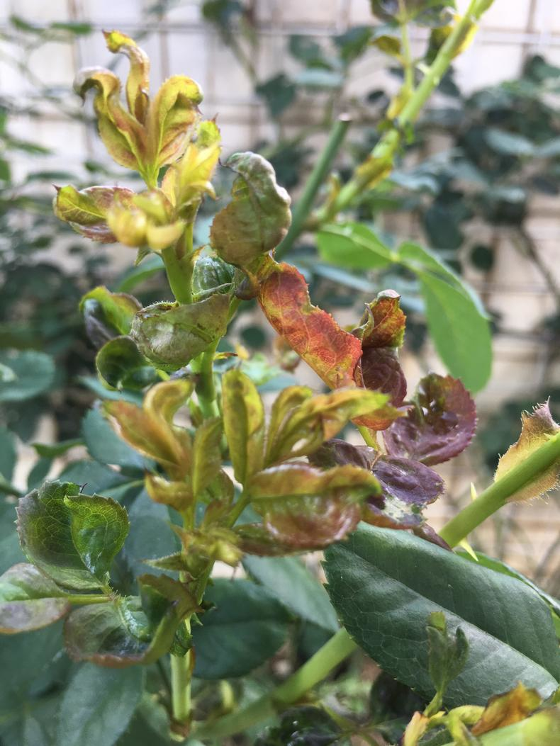 月季"蓟马"危害,喷点"药",死翘翘!