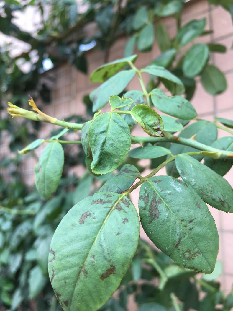 月季"蓟马"危害,喷点"药",死翘翘!