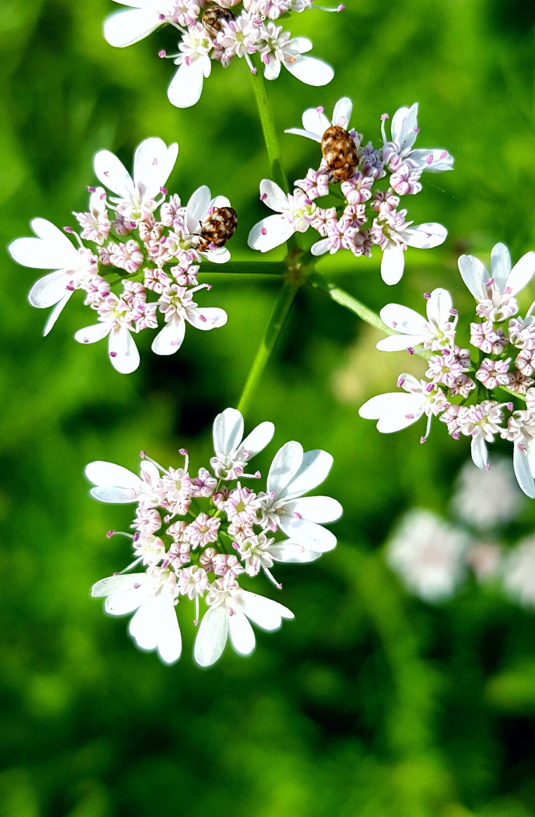 香菜的特殊香味也许你不能接受这些清雅的香菜花你能接受吗