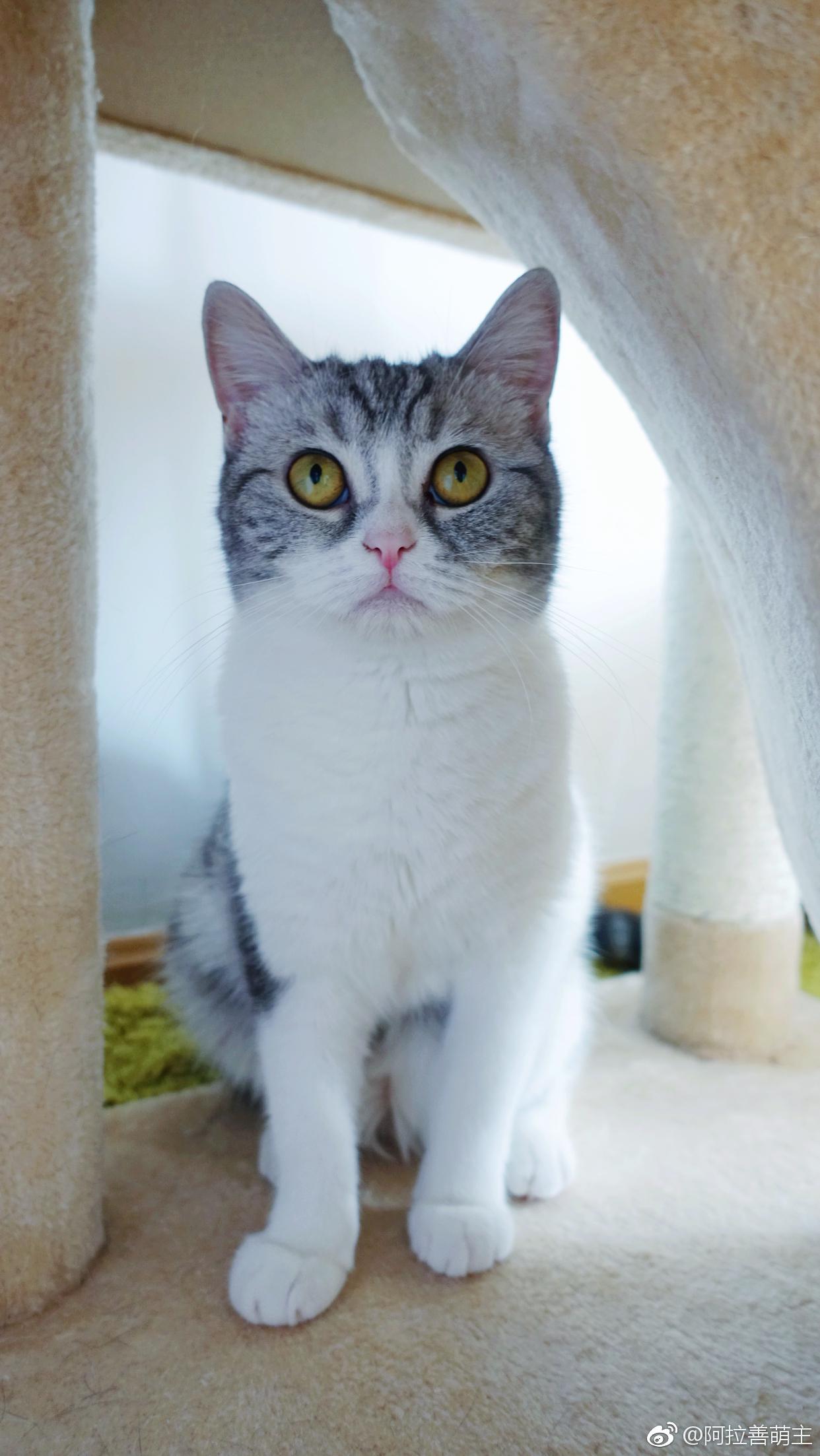 奶糖|猫|女神_新浪新闻