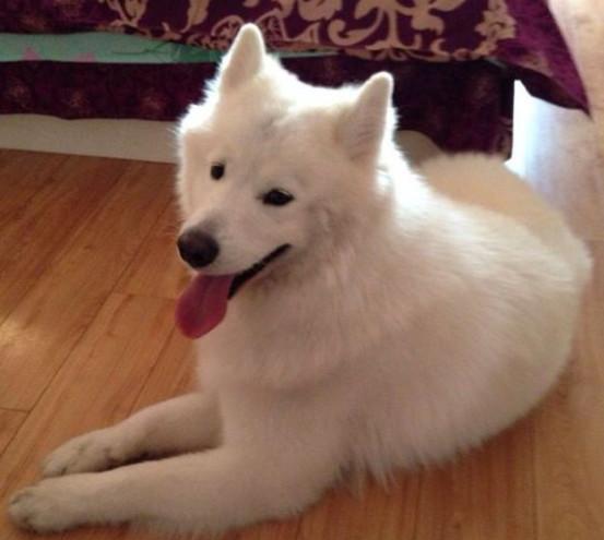 网友求教, 6000元买了只纯白色阿拉斯加, 却天天被人说是萨摩耶!