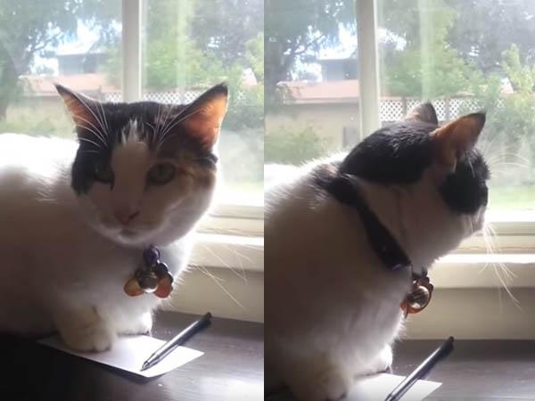 猫咪闷闷不乐地望着窗外 主人走近一看当场乐了